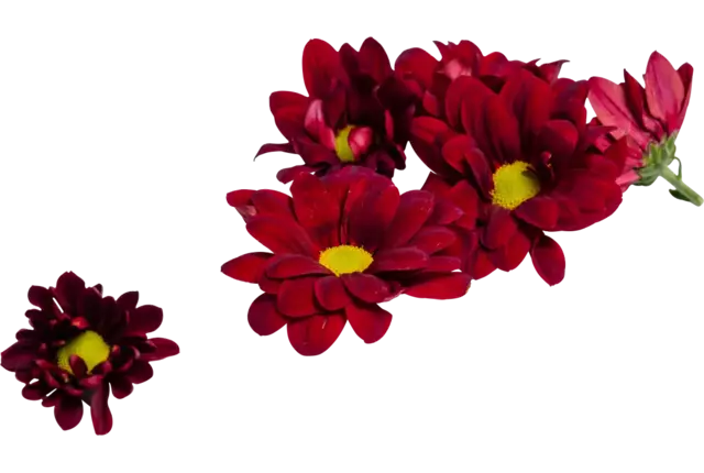 Fleur comestible Fleur rouge 25pc pièce